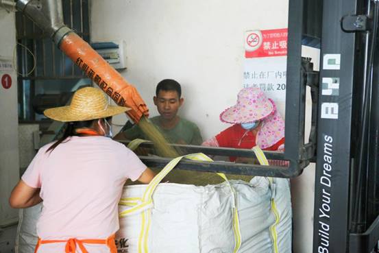 图为工作人员对初筛丝苗米稻谷进行打包储藏